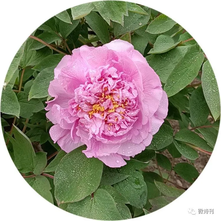新诗推荐:著名诗人安娟英诗歌专辑
