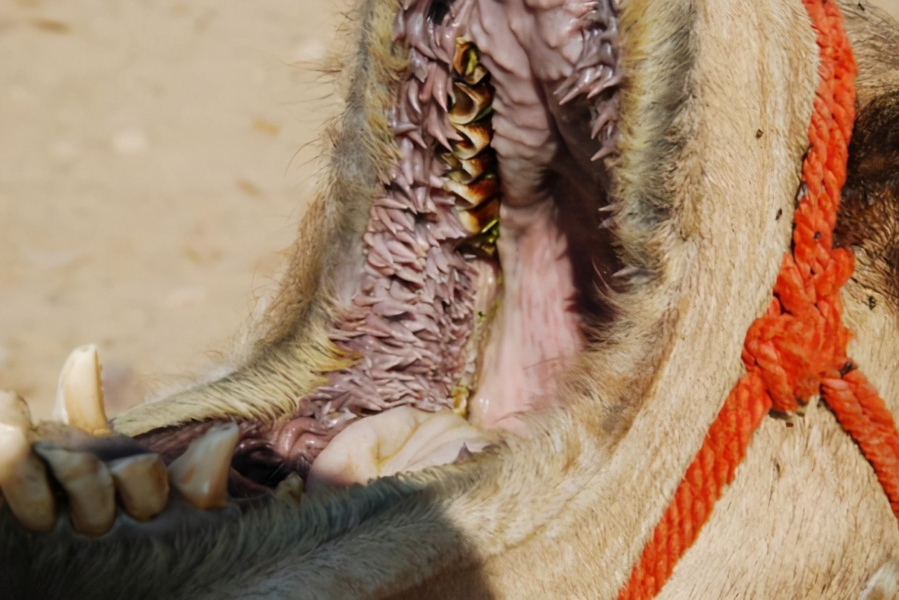海龟像吃面条一样吃水母，它的嘴巴难道不会有刺痛感吗？