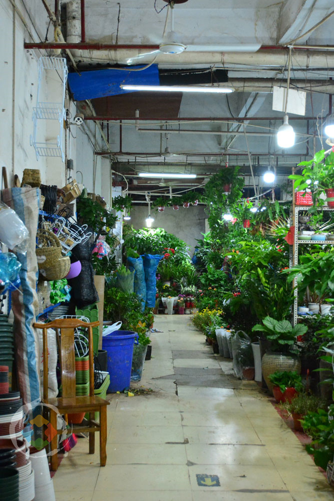 重庆杨家坪花鸟城避坑指南：鲜切花绝不能买，小型动植物品相最好