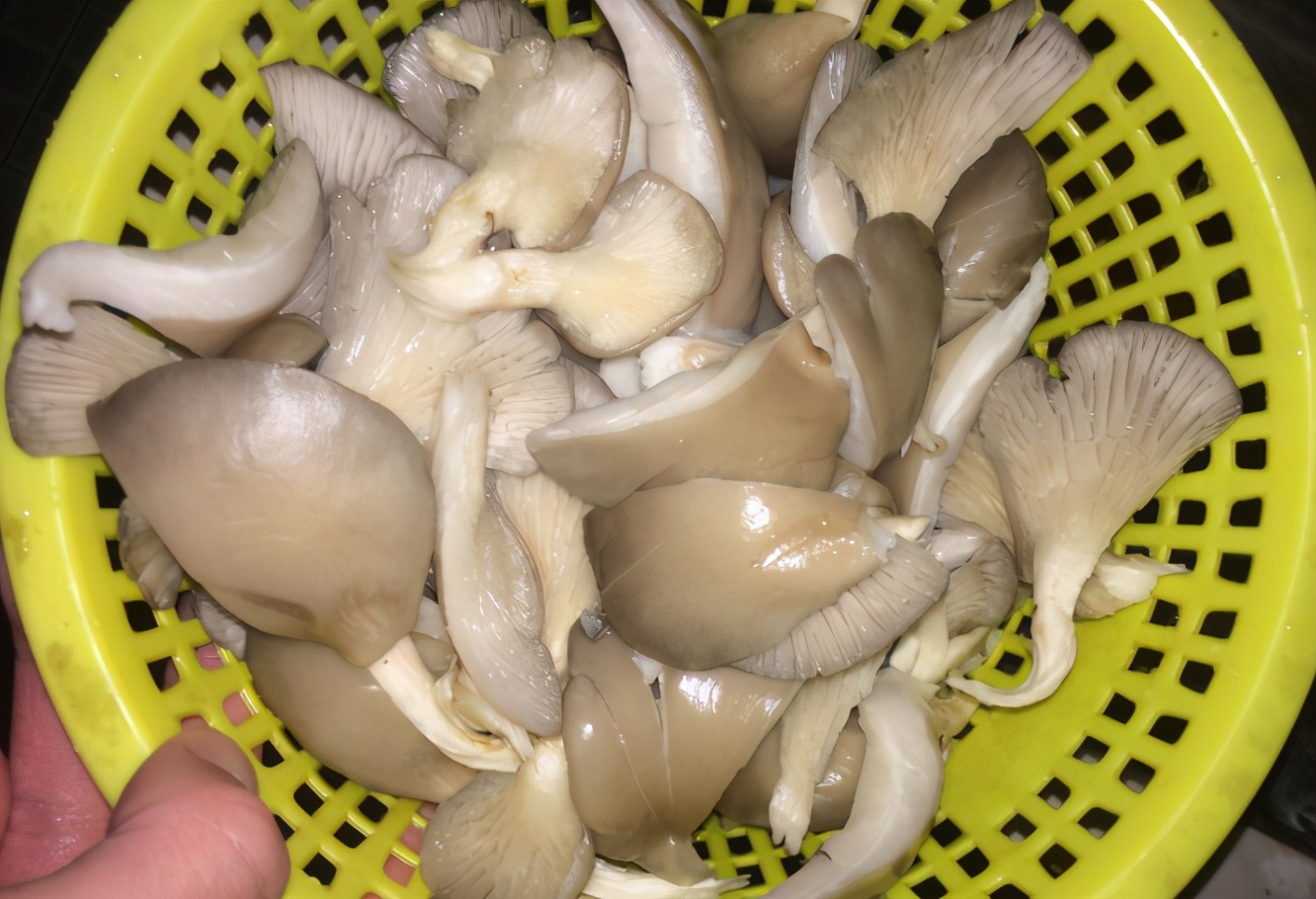 炸蘑菇，不要直接裹麵粉炸，牢記“2竅門”，炸好後香酥味道好