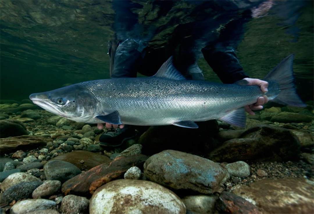 海水鱼类_西南渔业网 水花鱼 水产养殖专业网 渔业行业门户网 西南