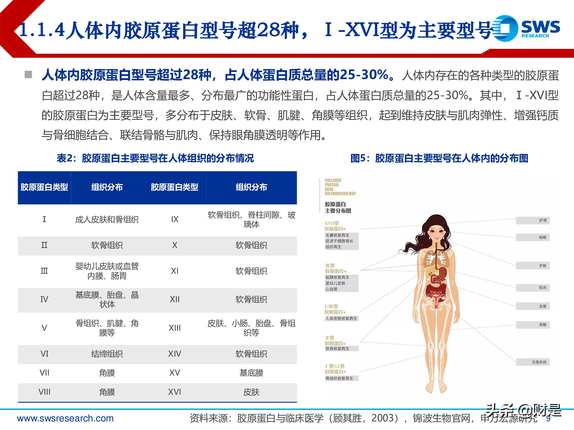 胶原蛋白行业深度报告：医美护肤日新月著，胶原蛋白蓄势待发
