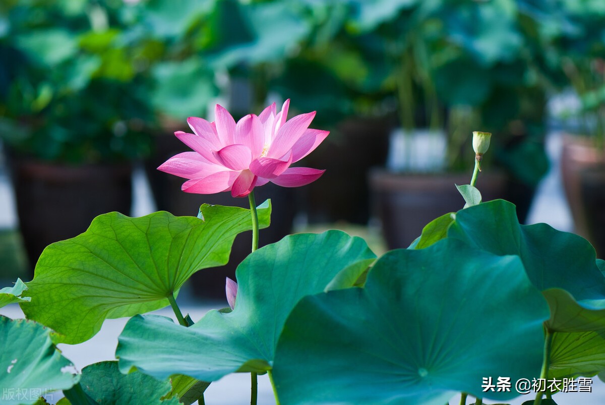 赏读李渔荷花两篇：冷然一阵荷香过，是花是叶，分他不破-第2张图片-诗句网