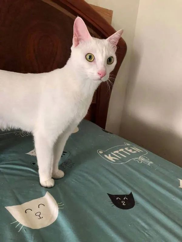 这猫好奇怪 正面是白猫 尾巴却是狸花 好有特色 萌宠天下一家亲 Mdeditor