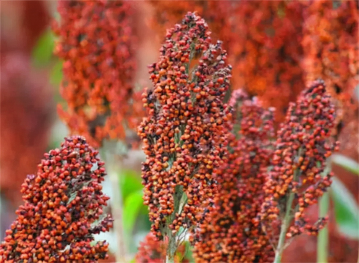 µ꿪ҵ ף־ƱƷӪʢҵ