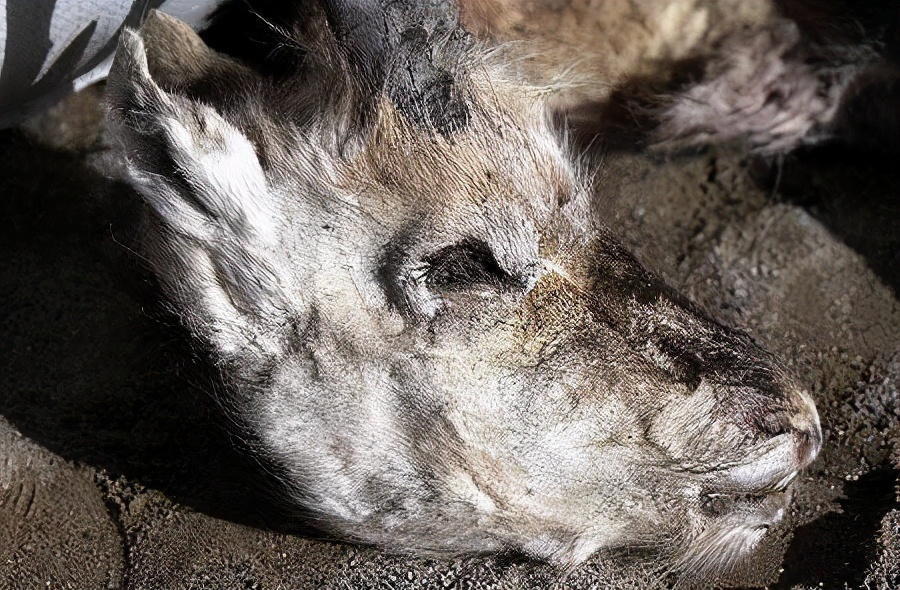 高原精灵藏羚羊：产前克服高寒缺氧，躲避猛兽，穿行千里去产崽