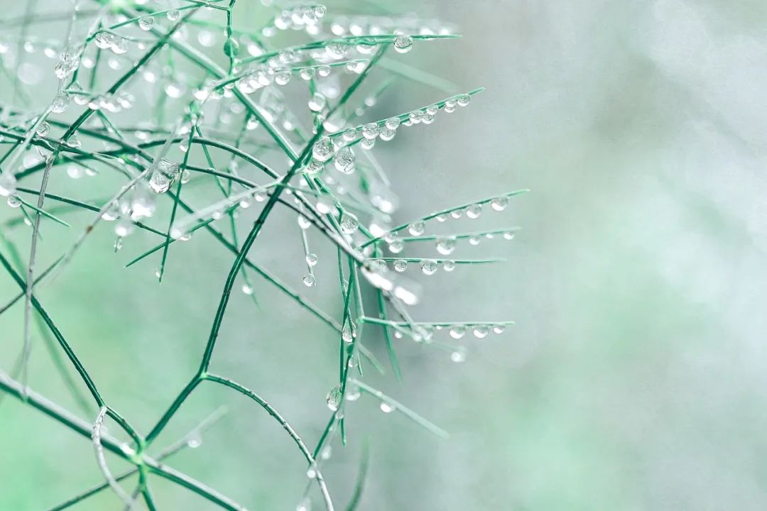 最美的春雨诗词，春雨润万物，人间朝气生-第3张图片-非凡网