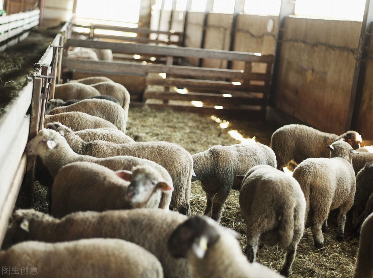 夏季来临羊该如何育肥呢？6个注意事项很关键
