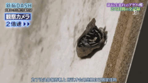 胆小慎入！这个日本综艺，花276天把一只大青虫拍得热血又中二
