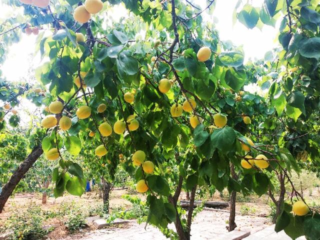 Ear is yellow, apricot ripe! United States of farm of ala of Luoyang big contain Kate apricot " apricot carry will raid "