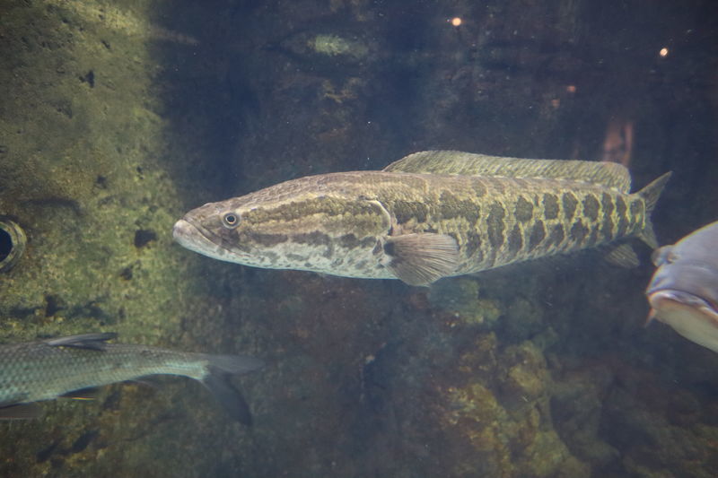 野生黑鱼最大能长到60斤?