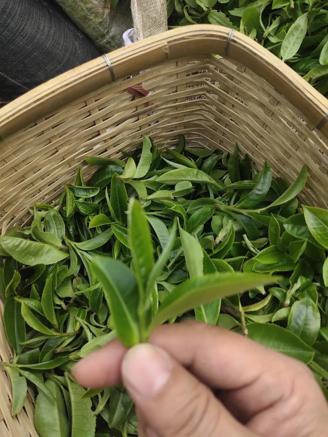 贺开古茶园春茶开采,隔着屏幕都能闻到茶香