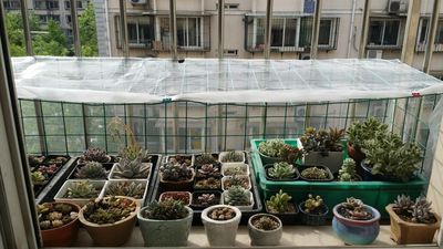 夏季選擇一張合適的遮陽網 多肉度夏不慌張 園藝印象 Mdeditor