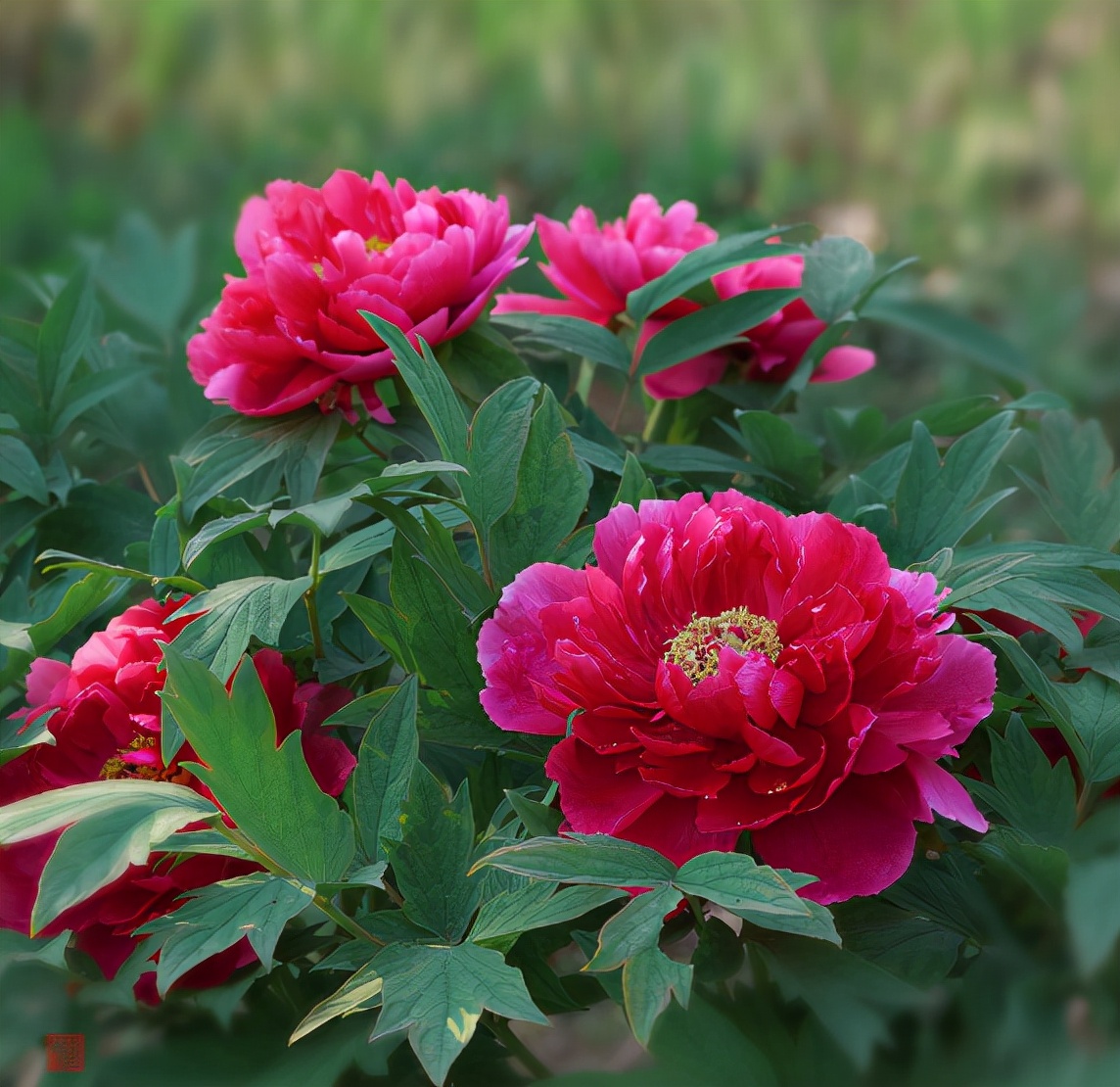 严从怀 | 不问鲜花名与姓 洁身自爱喜平凡（花木情缘十四）