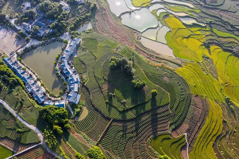 高粱红了！稻子黄了！泸州田野“丰”景如画~