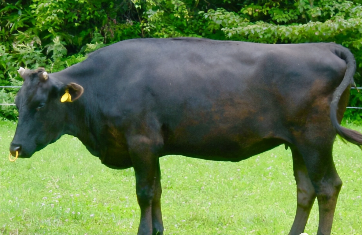 肉牛品种哪个好？世界十大著名肉牛都在这里了