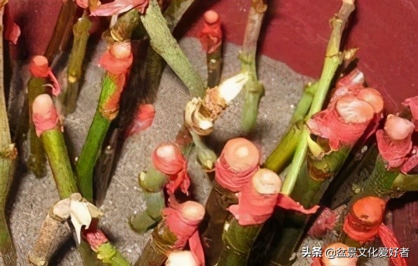 這5棵“樹”太貴了，偷偷切一截枝條就養活了，不用花錢買啦