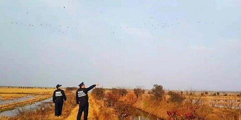 江西省彭澤縣公安局森林分局民警大年初一給候鳥“拜年”