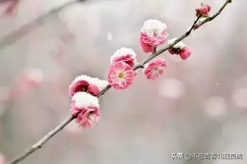 四季歌，春，夏，秋，冬吟诗四首-第5张图片-非凡网