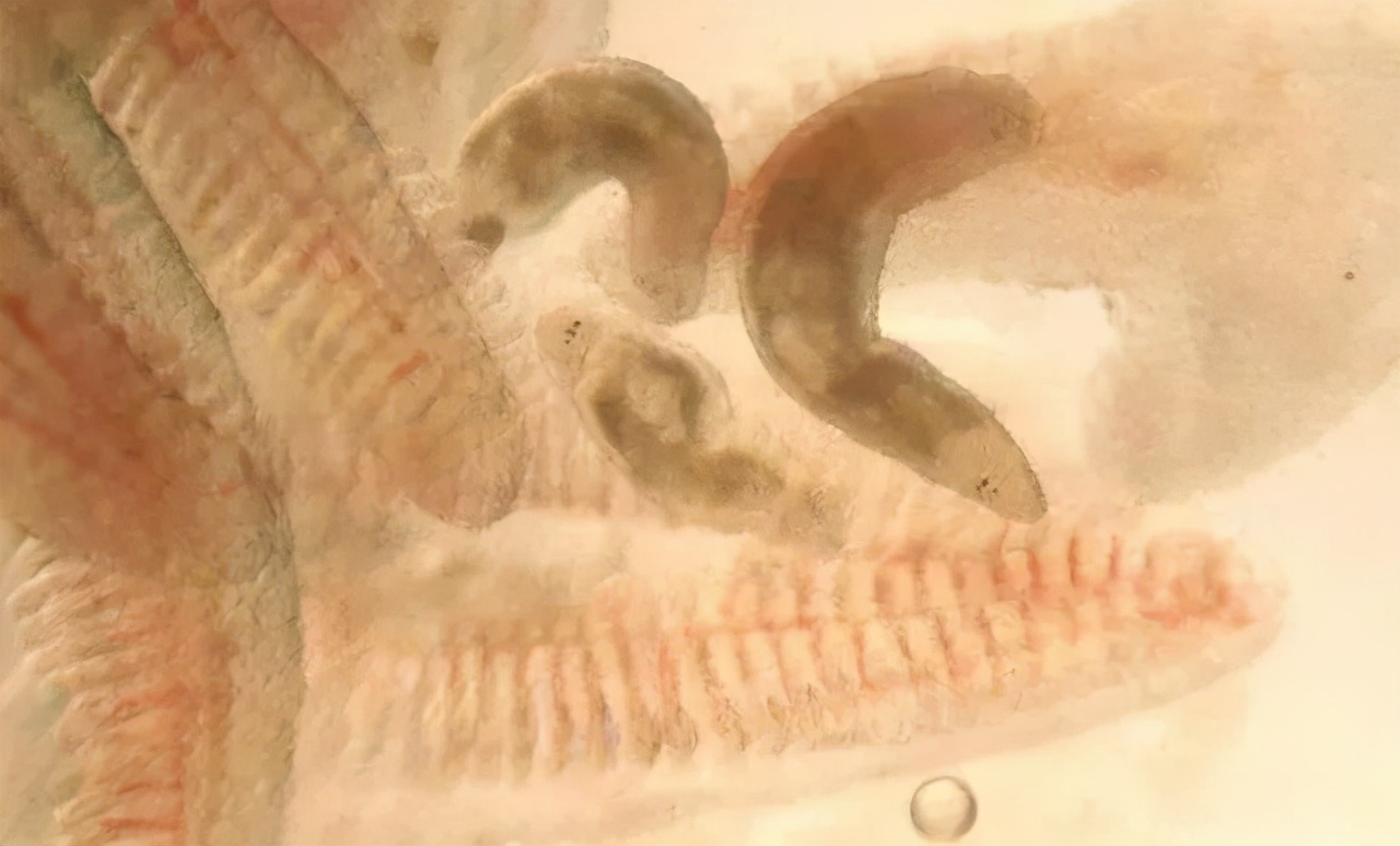 生态鱼药与四种土法防治鱼病绿色生态无副作用来源广