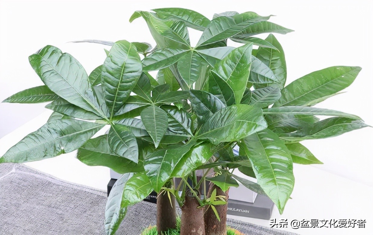 這5棵“樹”太貴了，偷偷切一截枝條就養活了，不用花錢買啦