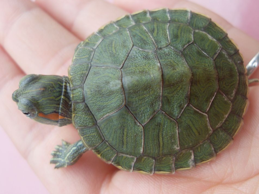 最好養活的動物！養龜怎麽養才不會死掉？平常都吃什麽呢？