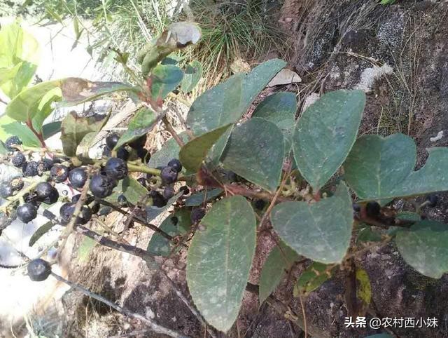 乌饭子种植方法，乌饭子栽培技术要点