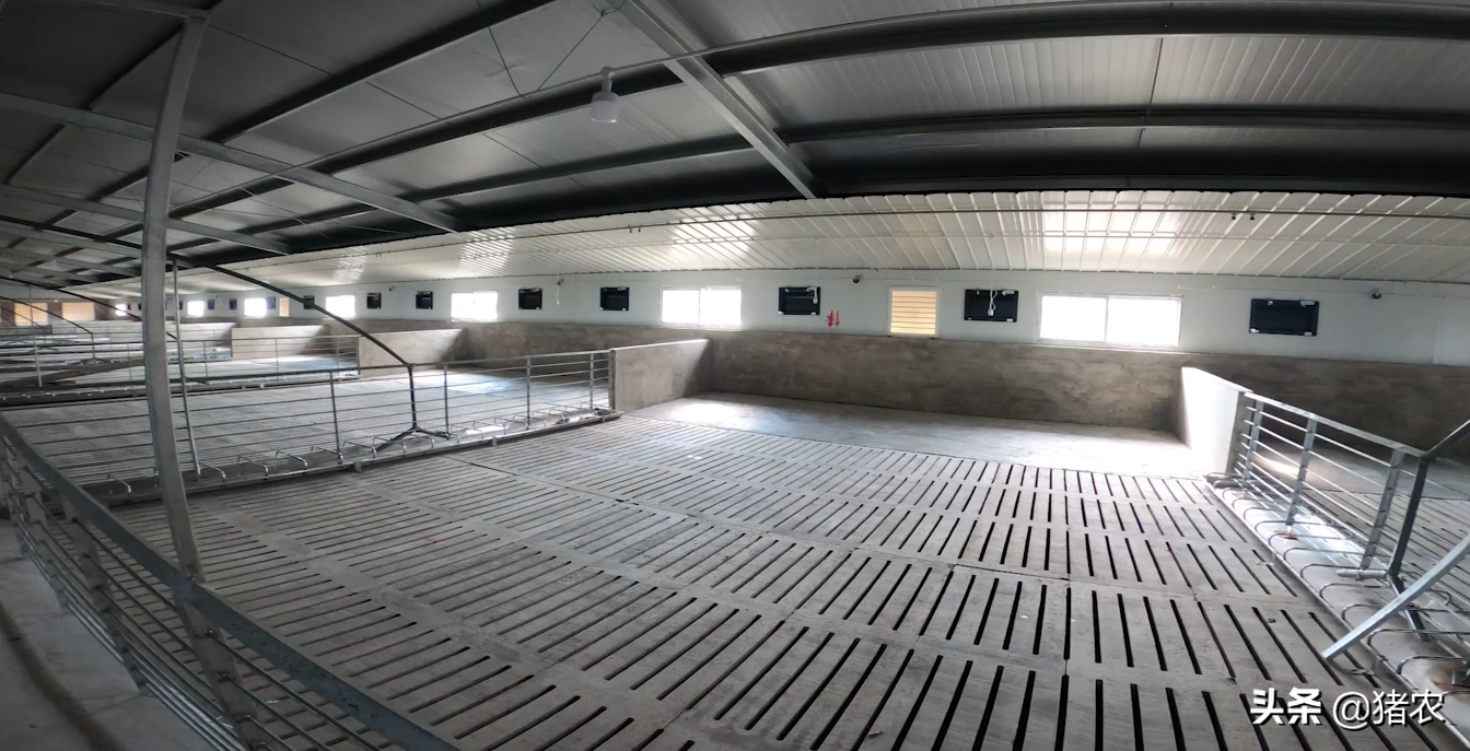 担心猪价下跌？不如思考如何高效养猪