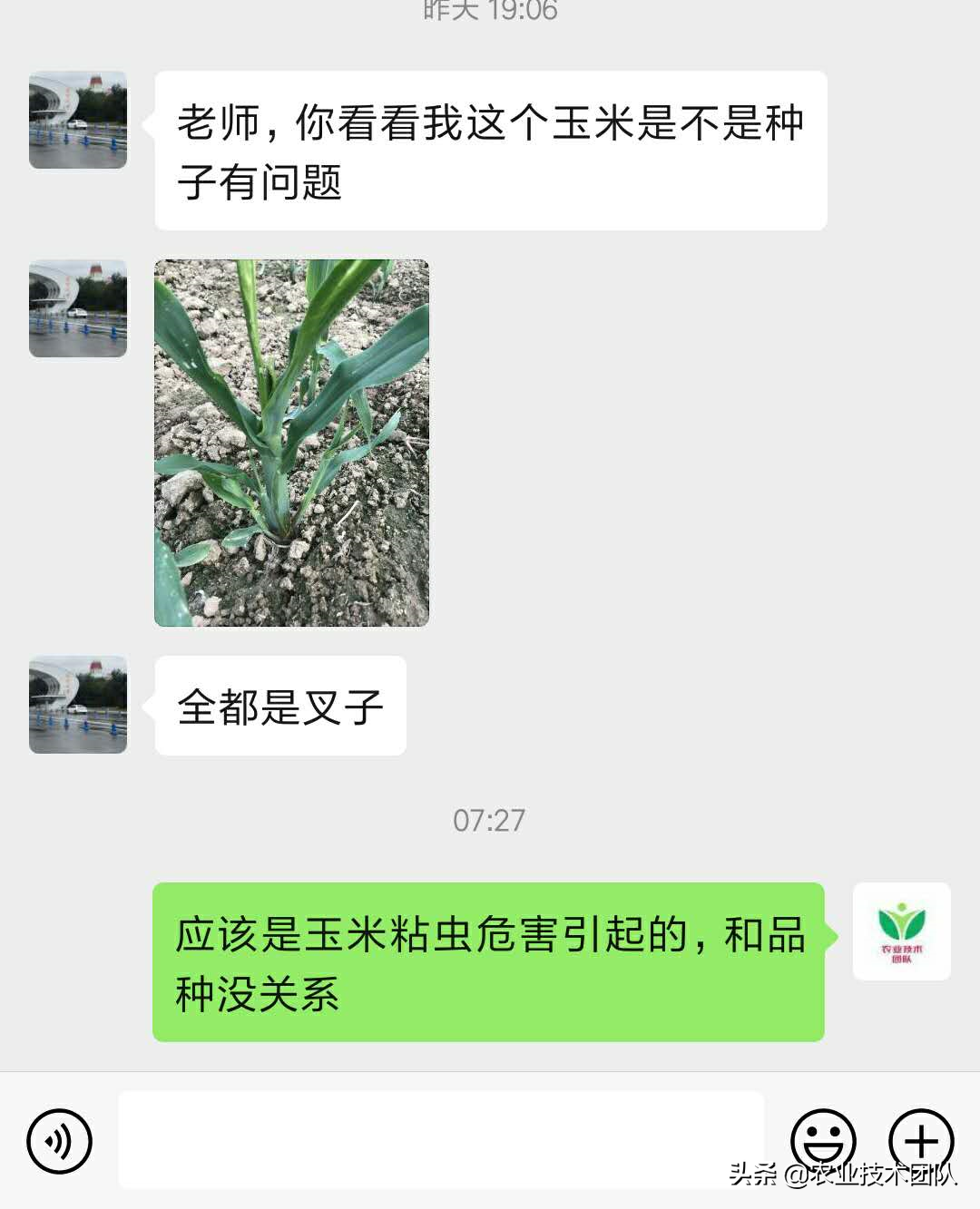 玉米苗70%都出丫子，难道玉米种子是假的？农民朋友要注意