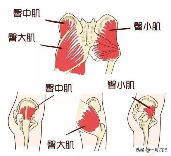 什麼樣的臀形最美？臀腿協調發展最美，6個動作練出翹臀與美腿