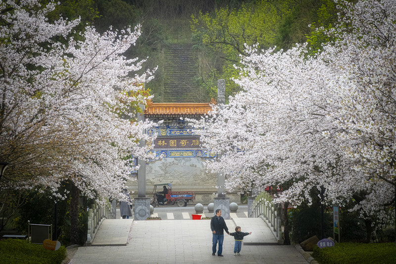 随州：樱花开正艳 市民来打卡