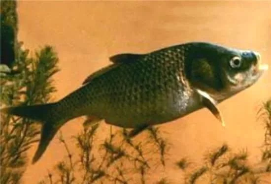 10種中國最珍貴的頂級食用魚，有些已經(jīng)吃不到了