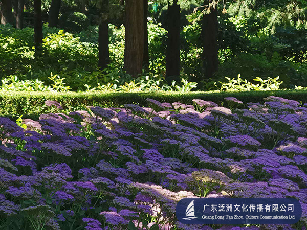 共工网诗人：五律·秋游北京景山公园