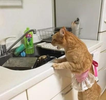 养宠家庭的“装修秘笈”┃ 东方一木科普