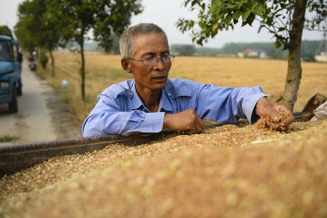 2020年小麦托市收购怎么收 粮食主管部门预计价格