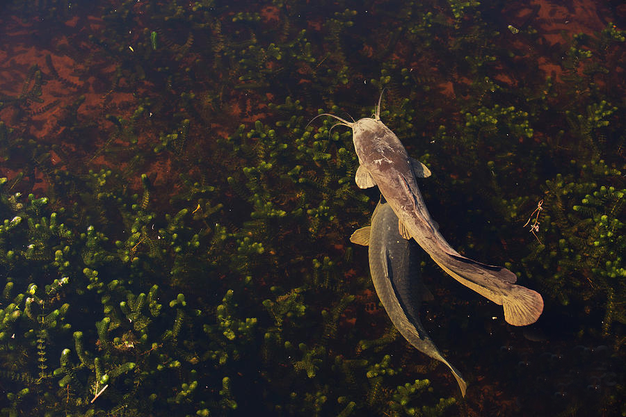 埃及塘鲺的学名是革胡子鲶(clarias gariepinus),原产于非洲的尼罗河