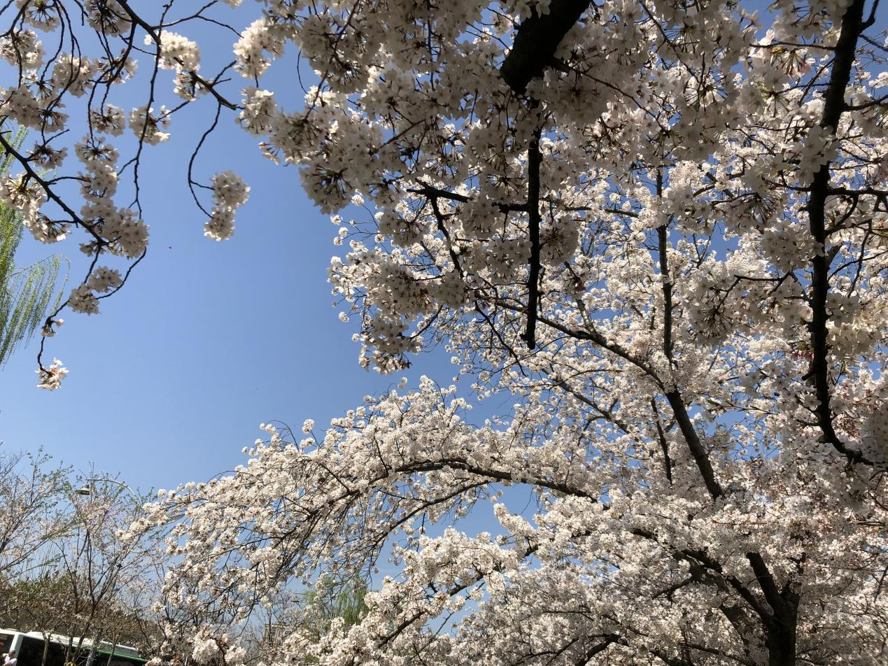 活动回顾｜春来常熟，花开虞城，这个春天一定要来赏花呀