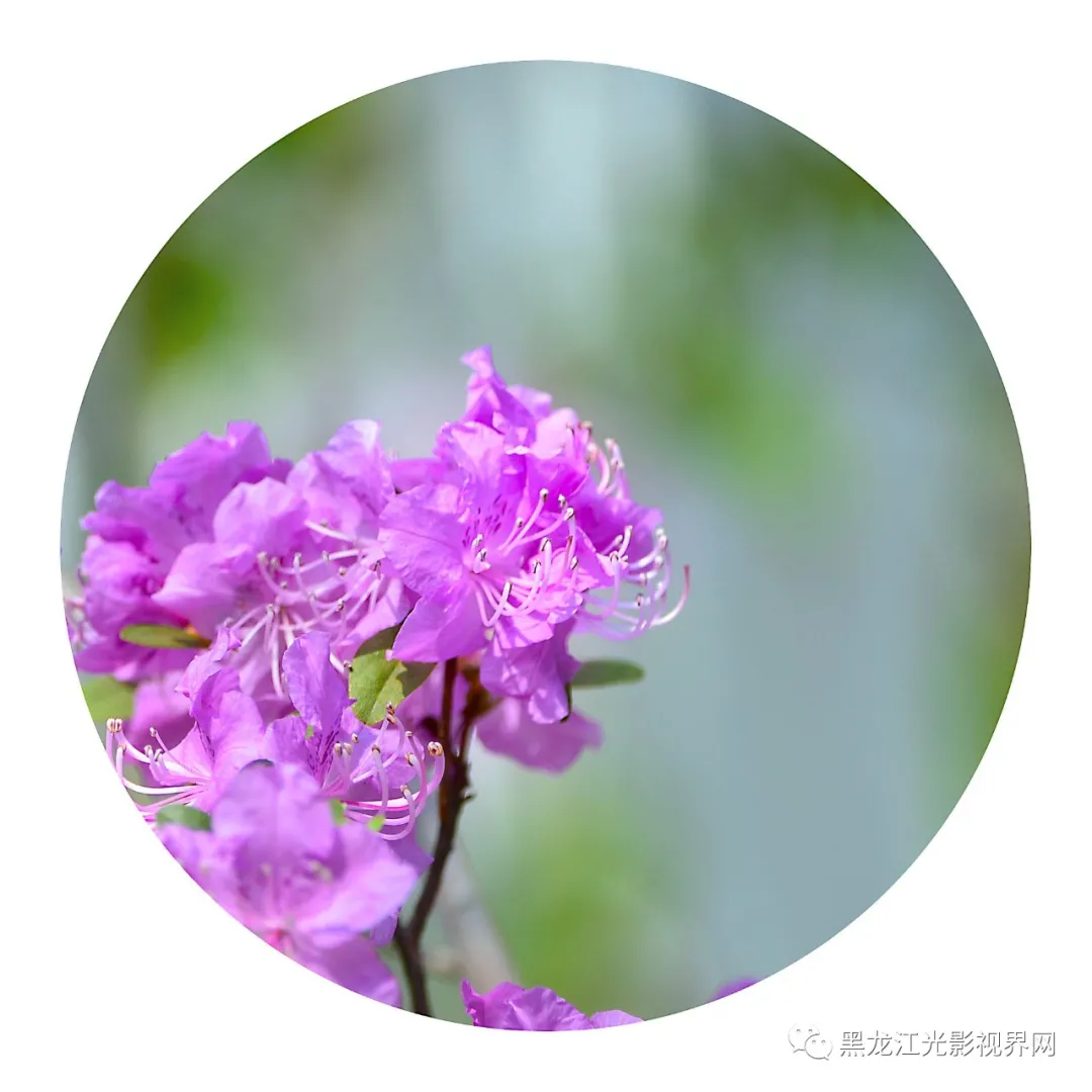 五月的鲜花再次“绽放”,你来了吗?