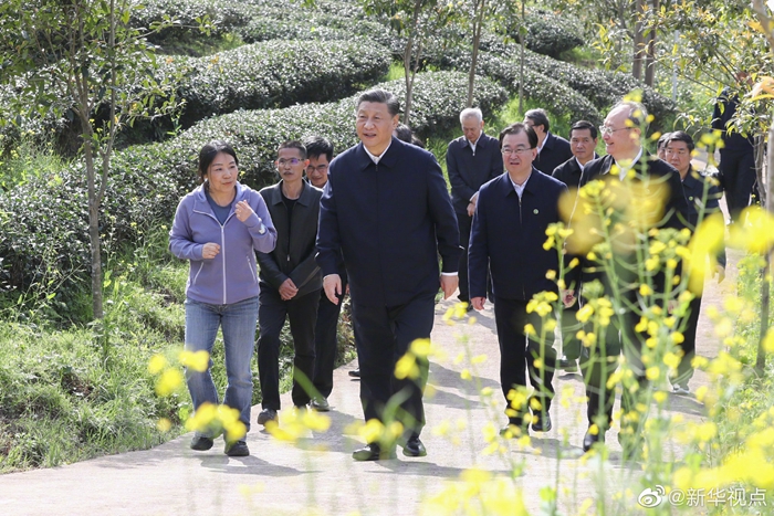 习近平察看武夷山春茶长势：把茶文化、茶产业、茶科技这篇文章做好