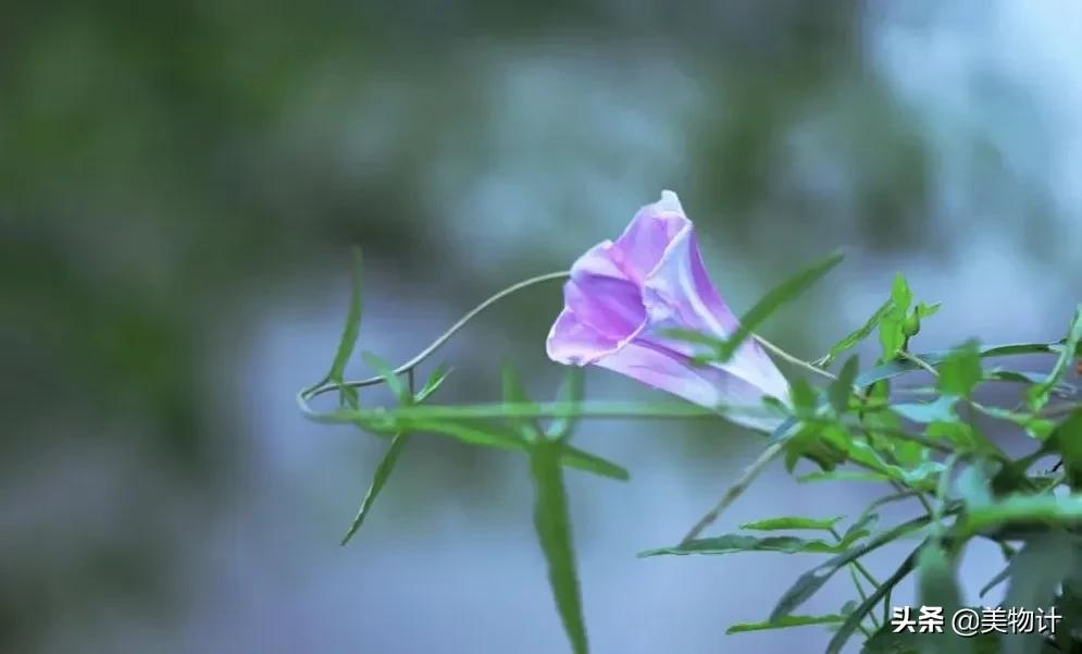 王维最经典的一首秋日诗，清新治愈-第5张图片-诗句网