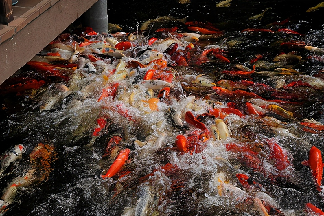 水產(chǎn)養(yǎng)殖如何提高餌料利用率