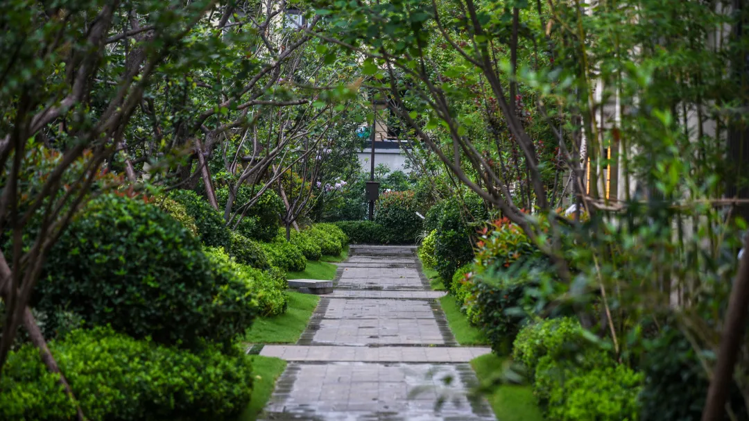 曾经播下的希望种子，此刻已枝繁叶茂