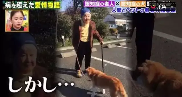 日本81岁奶奶和柴犬同患老年痴呆，分开2年后感人一幕发生了