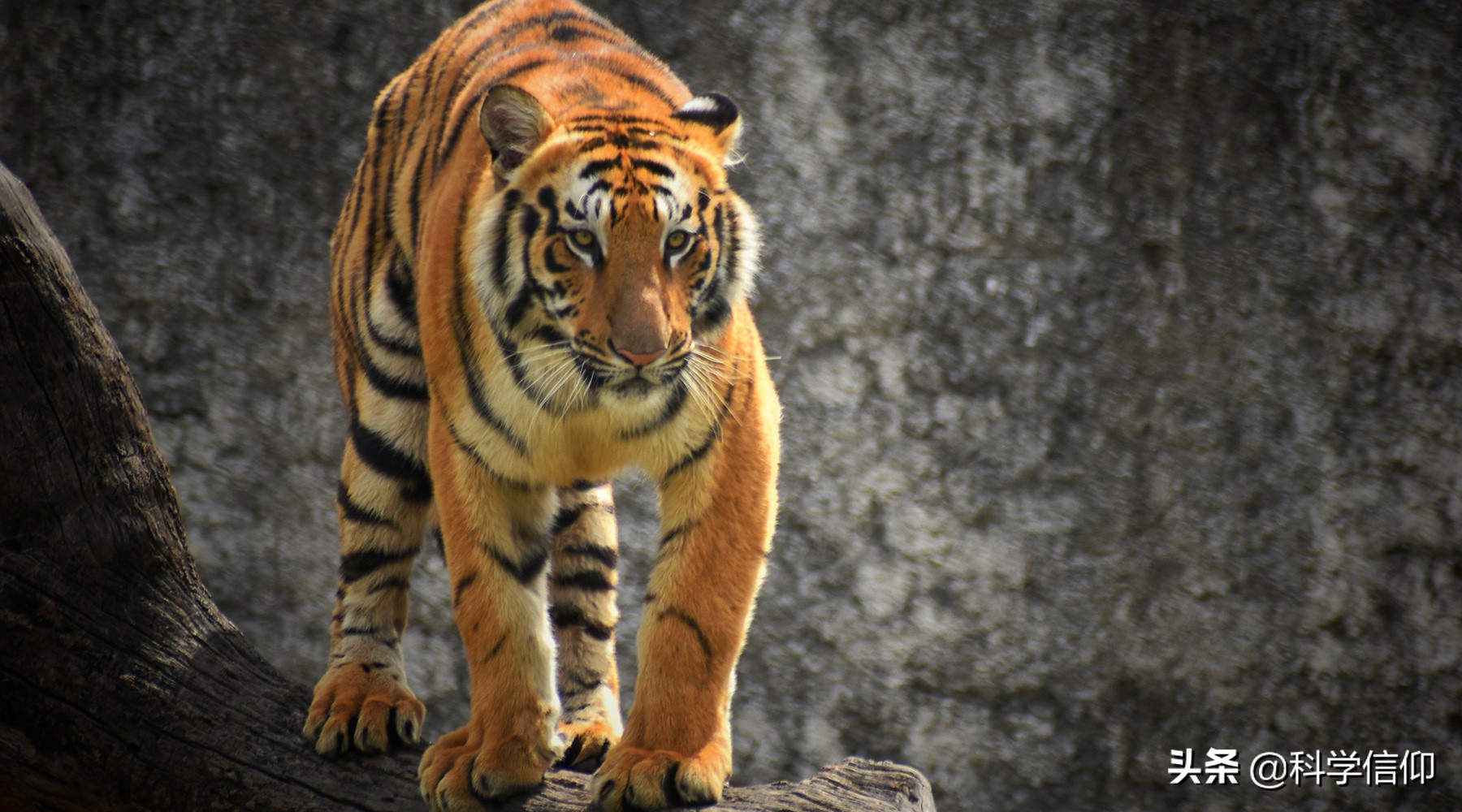 人類活動會加速動物滅絕嗎？有哪些動物在中國滅絕，又為何滅絕？