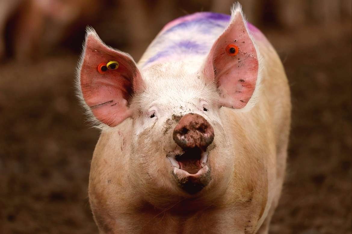 猪价上涨板上钉钉？3月底猪价要“涨翻天”？养殖户警惕被敲竹杠