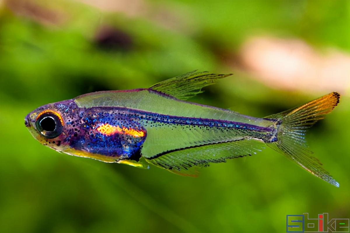 十大美丽微型淡水观赏鱼