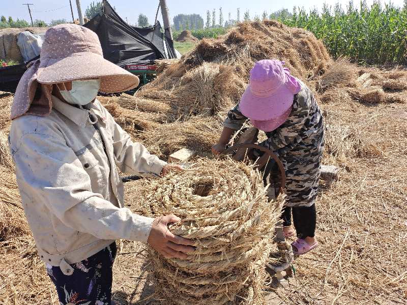 稻草|摄影师用镜头记录稻草帘、草绳制作全过程