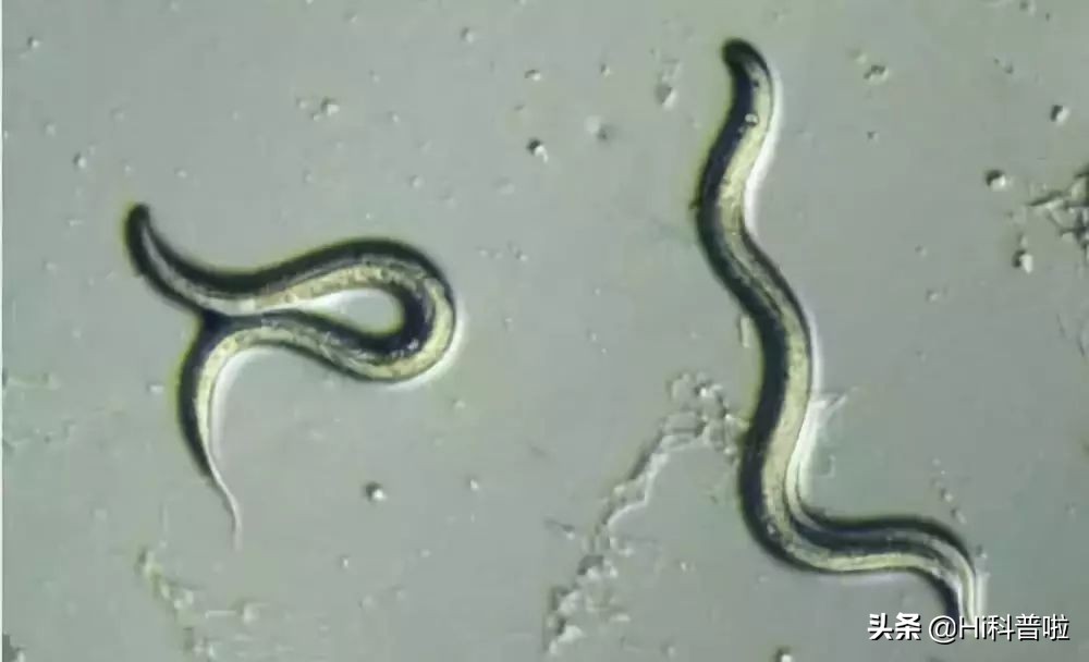 如果改變人類基因，可延長30％的壽命，你會願意改變嗎？