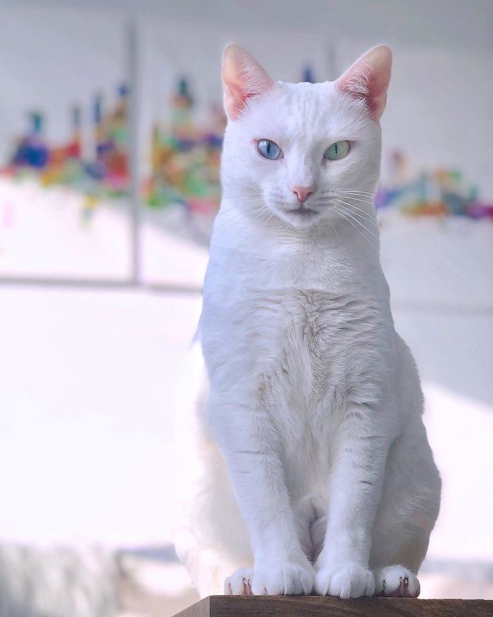 一隻被遺棄的殘疾雙色瞳孔貓，被新主人收養後，搖身一變成網紅
