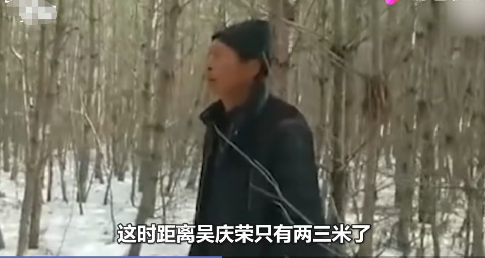 深山遇猛虎，黑龍江一老漢與虎兩米對峙，教科書般操作后全身而退